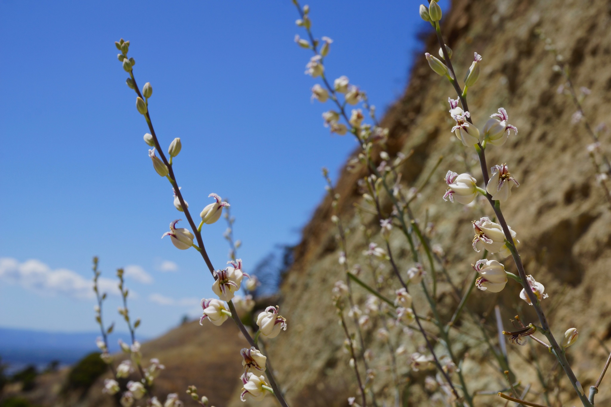 Streptanthus glandulosus ssp. albidus