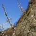 Streptanthus glandulosus albidus - Photo (c) Chloe Novak, osa oikeuksista pidätetään (CC BY-NC), lähettänyt Chloe Novak