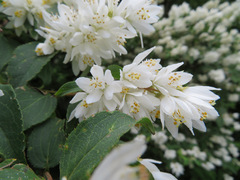 Deutzia crenata