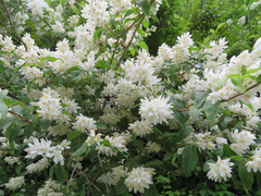 Deutzia crenata