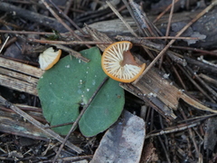 Acianthinae