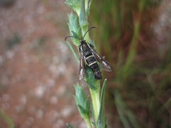 Carmenta anthracipennis