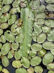 Nuphar sagittifolia