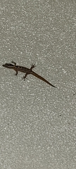Sphaerodactylus grandisquamis