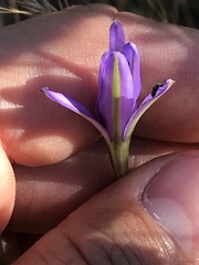 Brodiaea leptandra