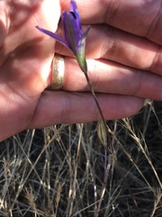 Brodiaea leptandra