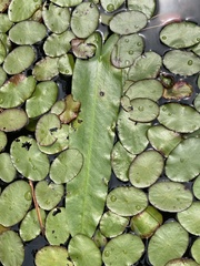 Nuphar sagittifolia