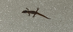 Sphaerodactylus grandisquamis