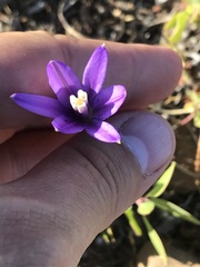 Brodiaea leptandra