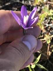 Brodiaea leptandra