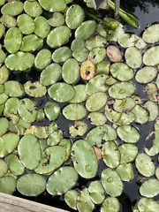 Nuphar sagittifolia