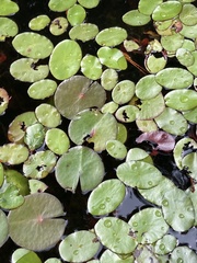 Nuphar sagittifolia