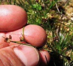 Juncus supiniformis