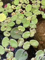 Nuphar sagittifolia