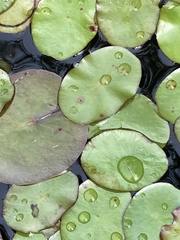 Nuphar sagittifolia