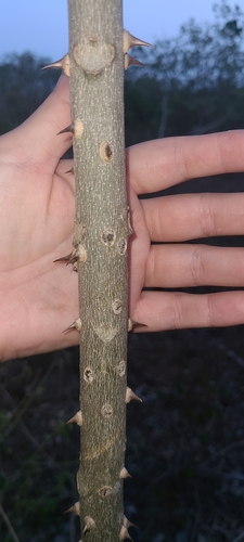 Image of Zanthoxylum martinicense by (c) ritirene, some rights reserved (CC BY)