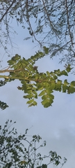 Zanthoxylum martinicense