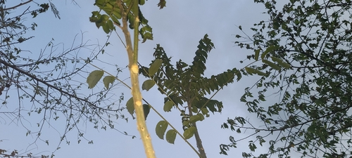 Image of Zanthoxylum martinicense by (c) ritirene, some rights reserved (CC BY)