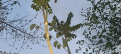 Zanthoxylum martinicense