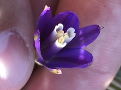 Brodiaea leptandra