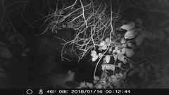 Urocyon cinereoargenteus californicus