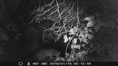 Urocyon cinereoargenteus californicus