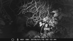 Urocyon cinereoargenteus californicus