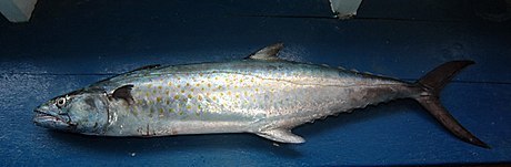 Serra Spanish Mackerel