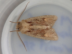 Ichneutica scutata