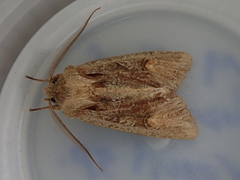 Ichneutica scutata
