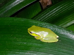 Ranoidea phyllochroa