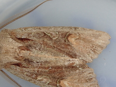 Ichneutica scutata