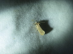 Acrolophus kearfotti