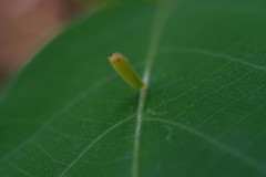 Eriophyes cerasicrumena