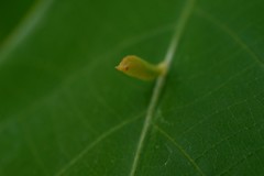 Eriophyes cerasicrumena