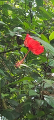Hibiscus × archeri
