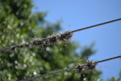 Tillandsia recurvata