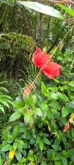 Hibiscus × archeri