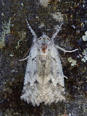 Declana niveata
