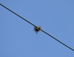 Tillandsia recurvata