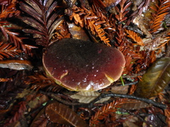 Xerocomellus atropurpureus