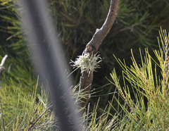 Tillandsia recurvata