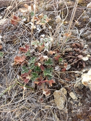 Potentilla rupifraga