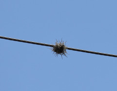 Tillandsia recurvata