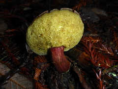 Xerocomellus atropurpureus