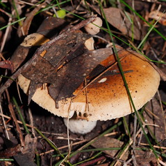Russula neerimea