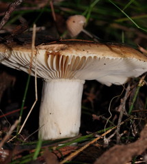 Russula neerimea