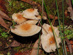 Collybia eucalyptorum