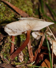 Collybia eucalyptorum