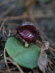 Corybas fimbriatus